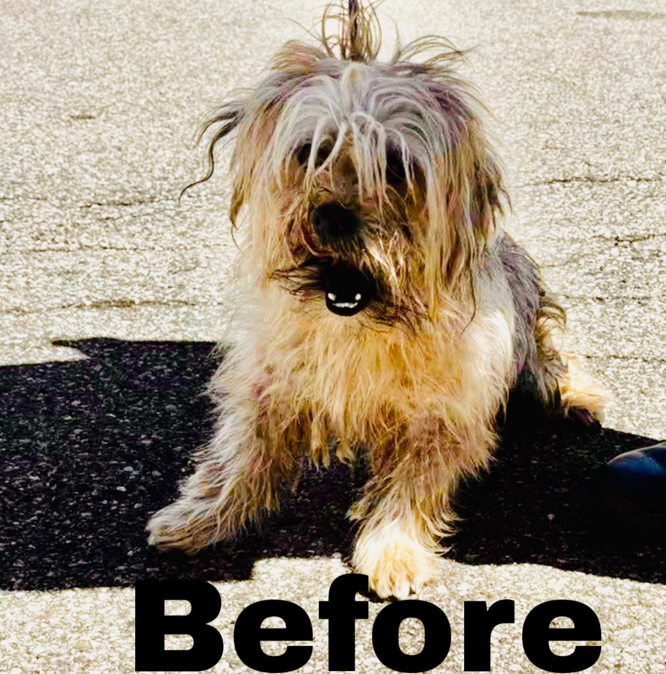 Scruffy, a ADOPTABLE mixed breed in White Lake, MI image 2/5