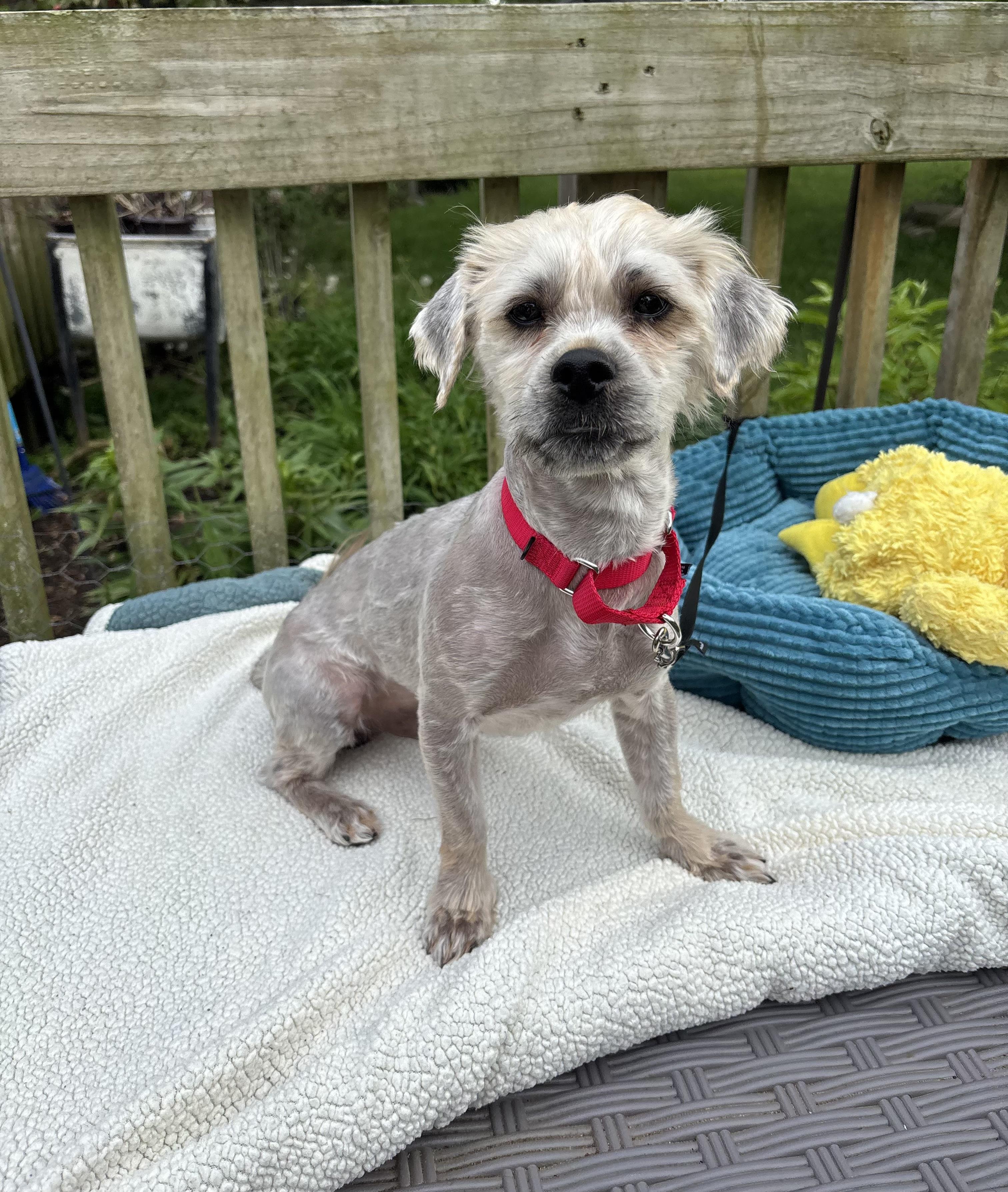 Scruffy, a ADOPTABLE mixed breed in White Lake, MI image 4/5