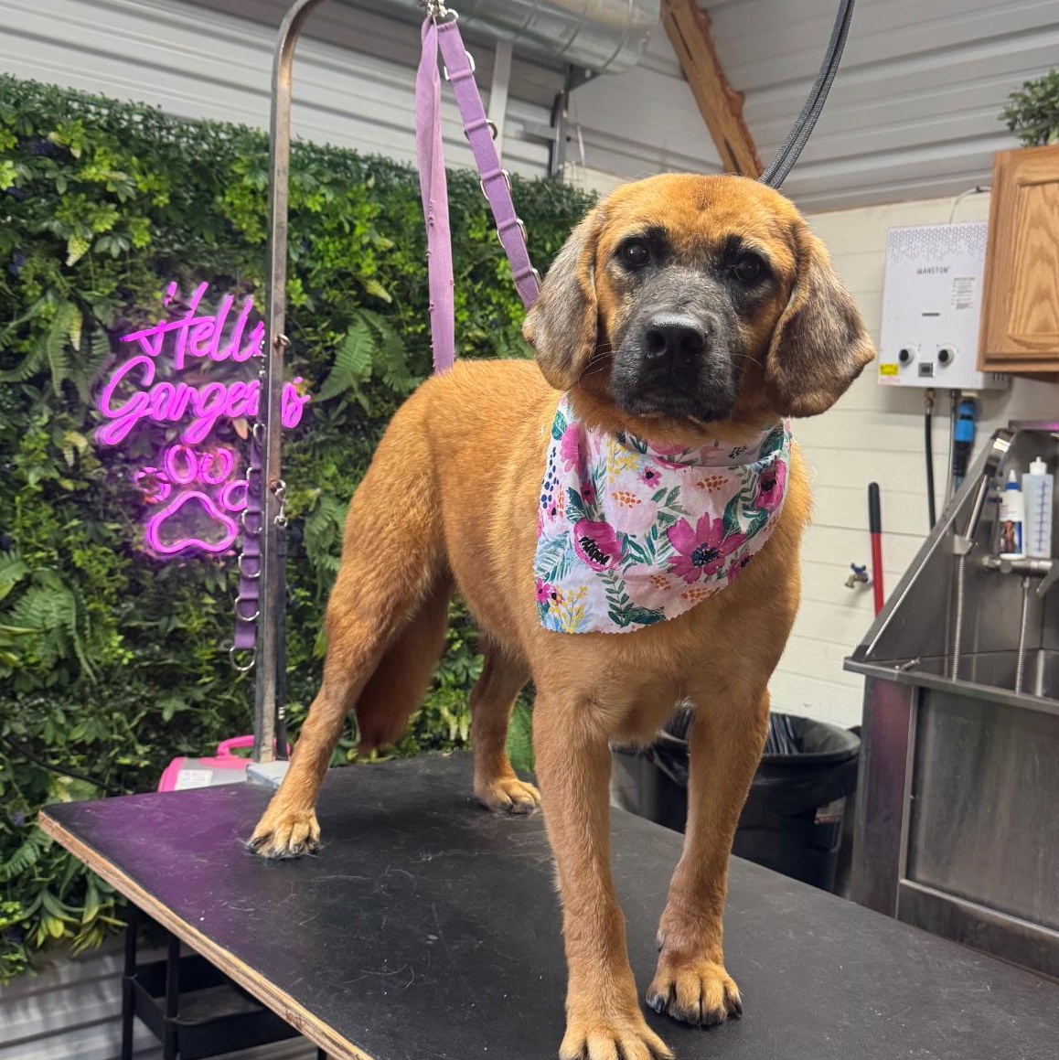 Enlarge Violet, a Adoptable mixed breed in Sudbury, MA image 2/5