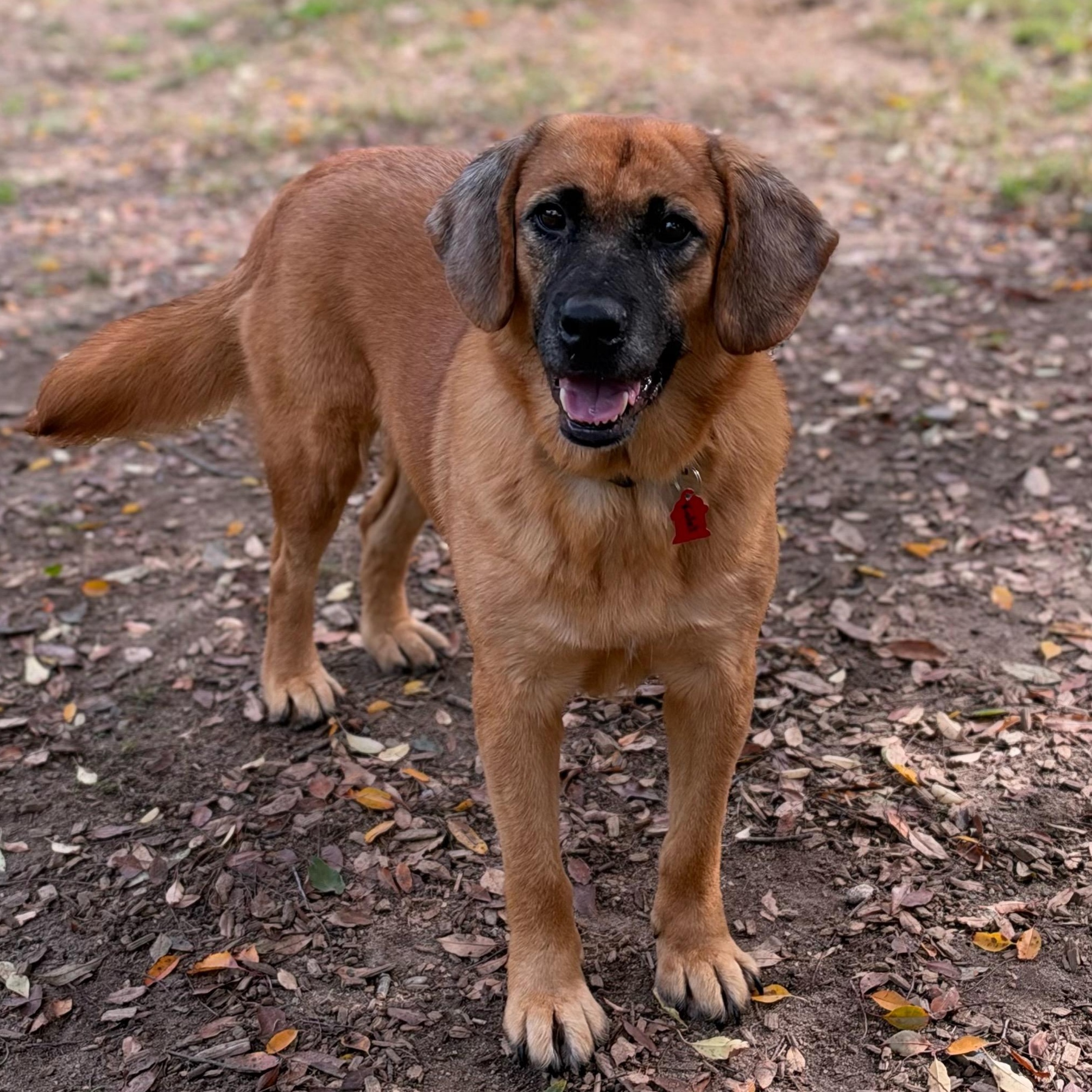 Enlarge Violet, a Adoptable mixed breed in Sudbury, MA image 1/5