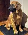 Enlarge Violet, a Adoptable mixed breed in Sudbury, MA image 5/5