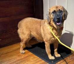 Enlarge Violet, a Adoptable mixed breed in Sudbury, MA image 3/5