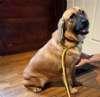 Enlarge Violet, a Adoptable mixed breed in Sudbury, MA image 4/5