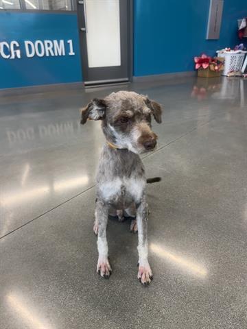 DUKE, Adoptable, Young Male Poodle & Mixed Breed.