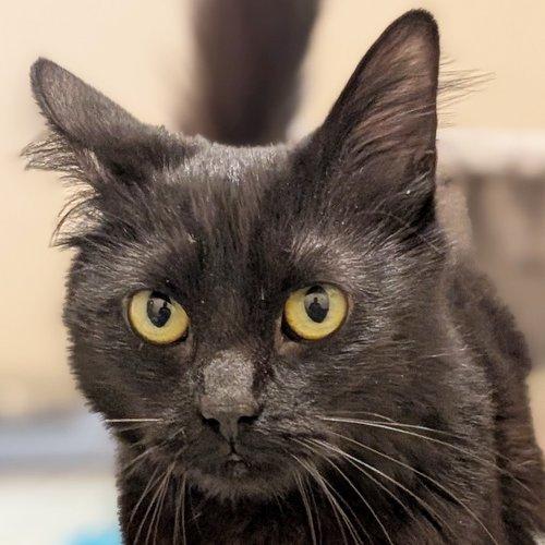Enlarge WEDNESDAY, a ADOPTABLE Domestic Short Hair in Sequim, WA image 1/4