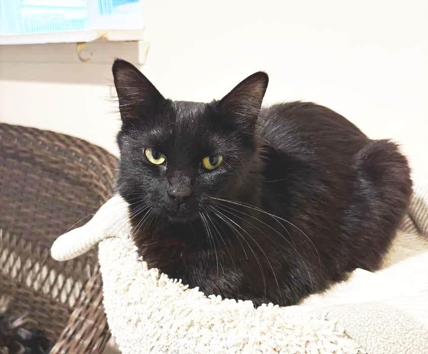 Enlarge WEDNESDAY, a ADOPTABLE Domestic Short Hair in Sequim, WA image 2/4
