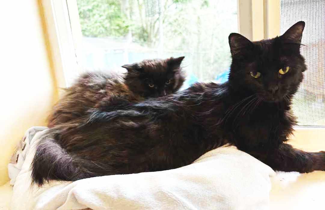 Enlarge WEDNESDAY, a ADOPTABLE Domestic Short Hair in Sequim, WA image 4/4