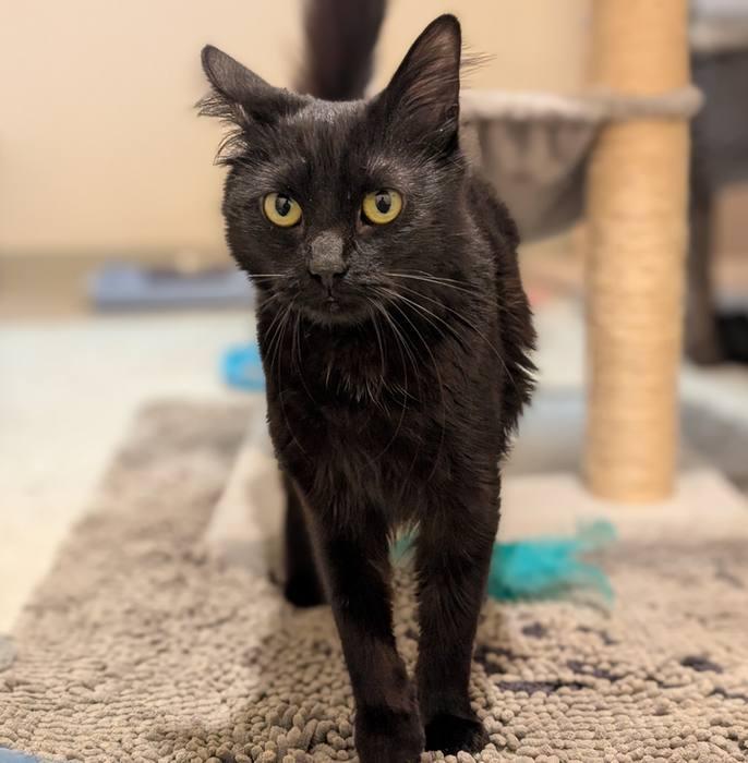 Enlarge WEDNESDAY, a ADOPTABLE Domestic Short Hair in Sequim, WA image 3/4