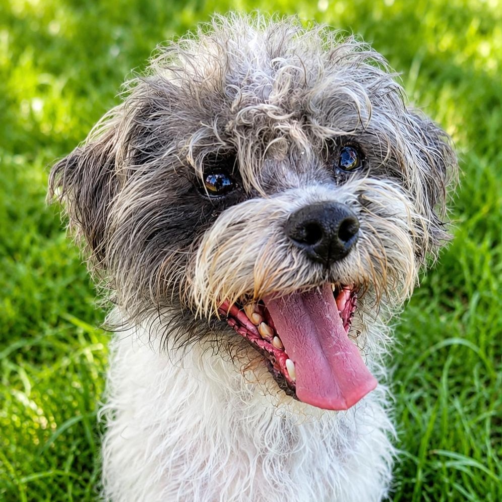 Gio, an adoptable mixed breed in Hooksett, NH image 1/2
