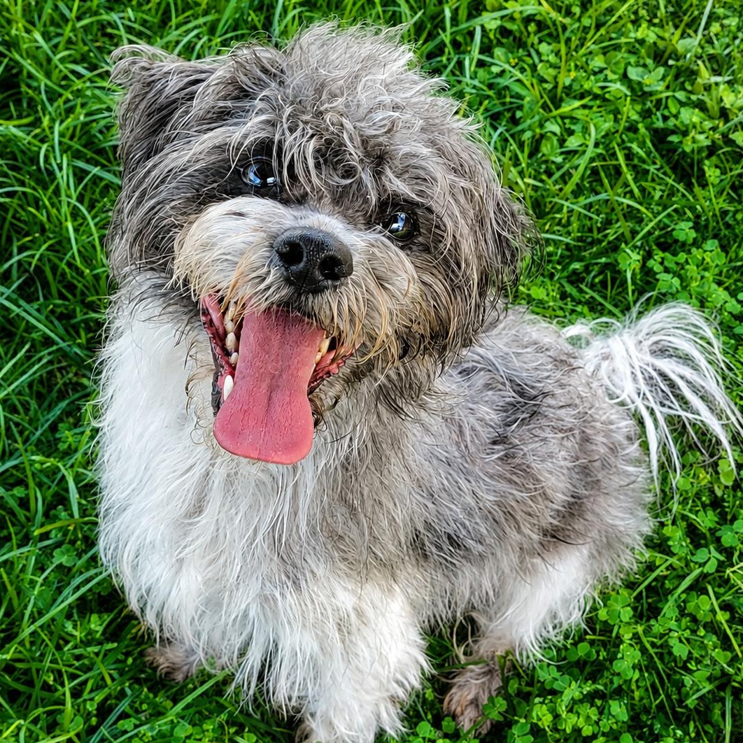 Gio, an adoptable mixed breed in Hooksett, NH image 2/2