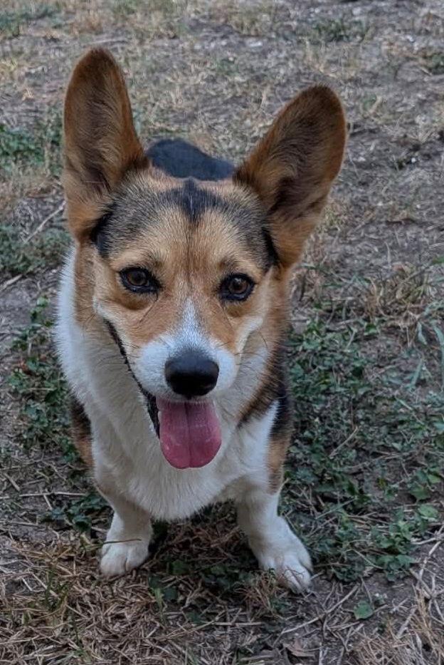 Enlarge Cory, a Adopted Corgi in Pipe Creek, TX image 1/2