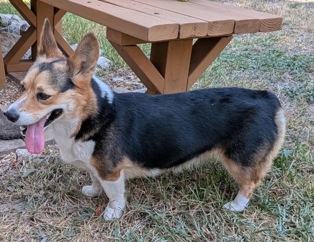 Enlarge Cory, a Adopted Corgi in Pipe Creek, TX image 2/2