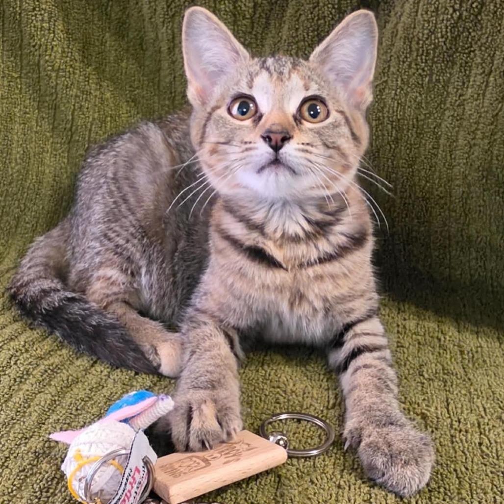 Freya, Adoptable, Kitten Female Domestic Short Hair & Domestic Short Hair.