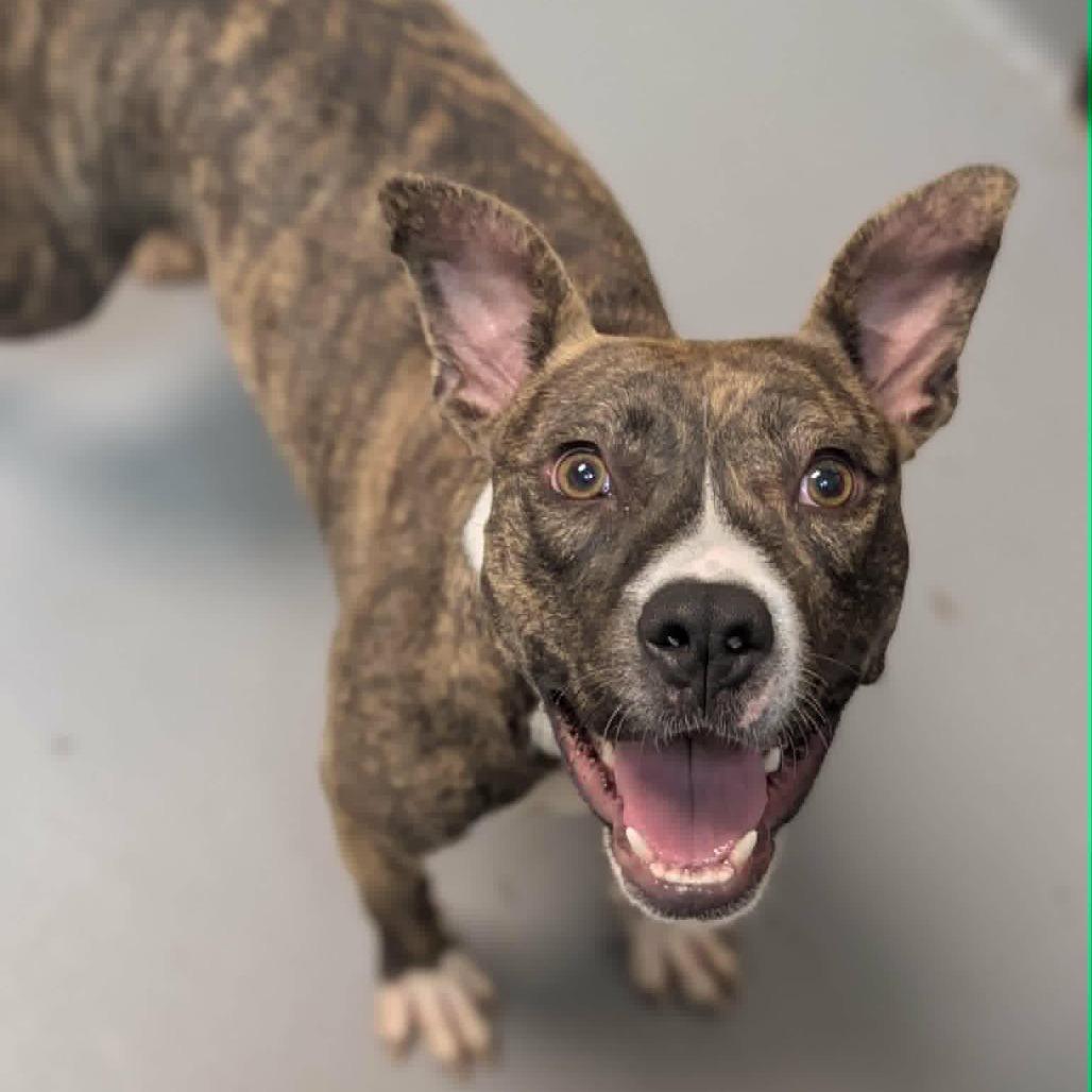 Lorna 7655, a Adoptable Mixed Breed in Columbus, GA image 1/6