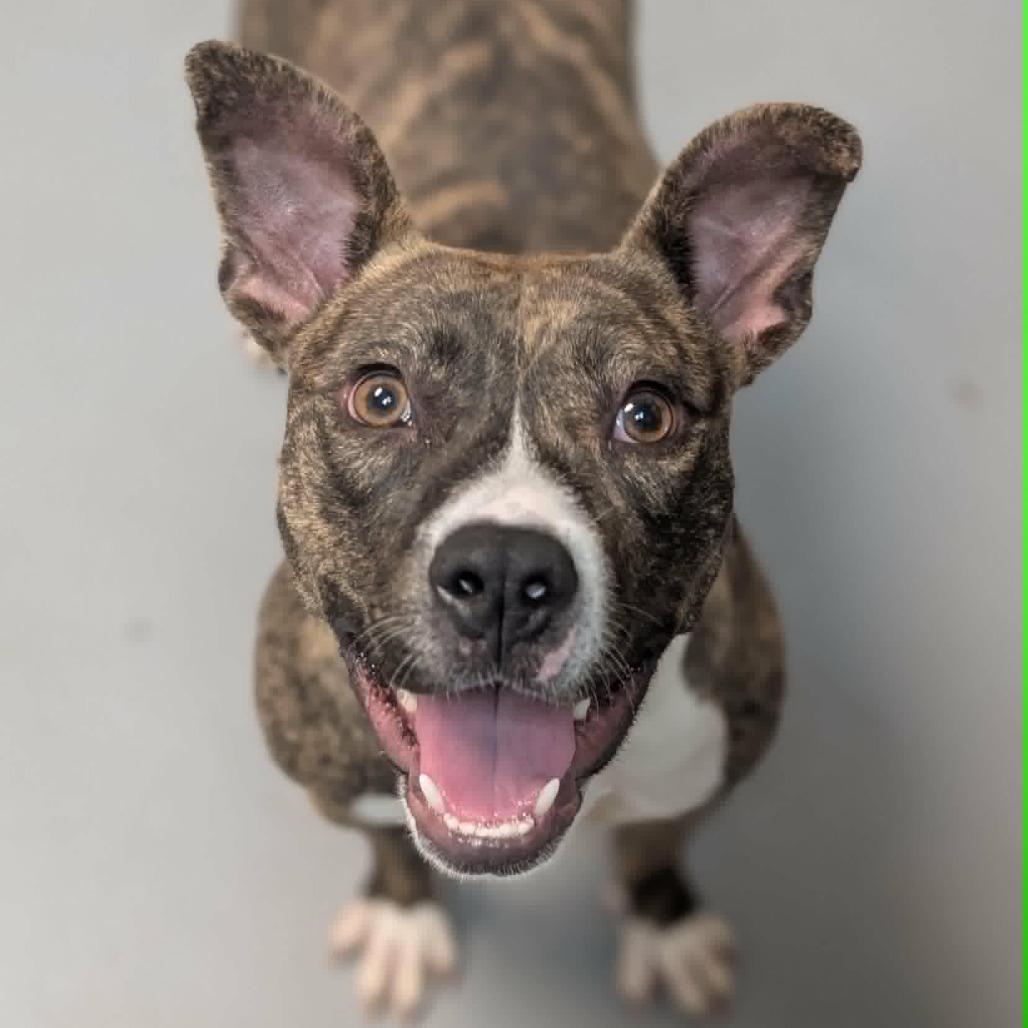 Lorna 7655, a Adoptable Mixed Breed in Columbus, GA image 2/6