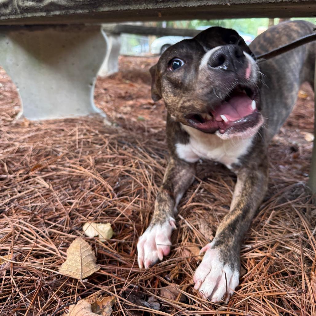 Lorna 7655, a Adoptable Mixed Breed in Columbus, GA image 3/6