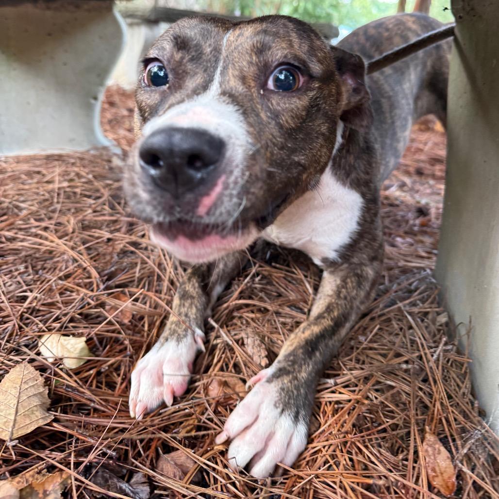 Lorna 7655, a Adoptable Mixed Breed in Columbus, GA image 4/6
