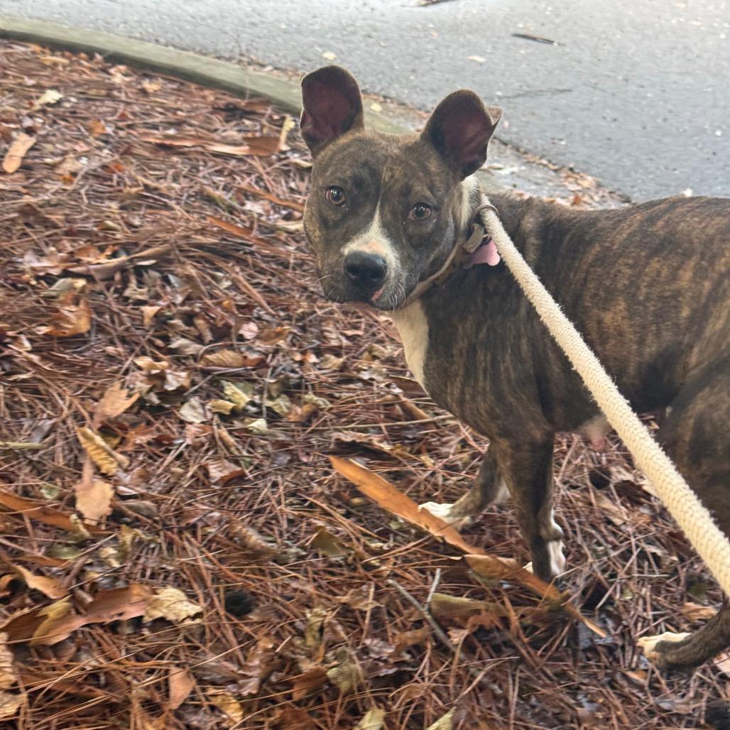 Lorna 7655, a Adoptable Mixed Breed in Columbus, GA image 5/6