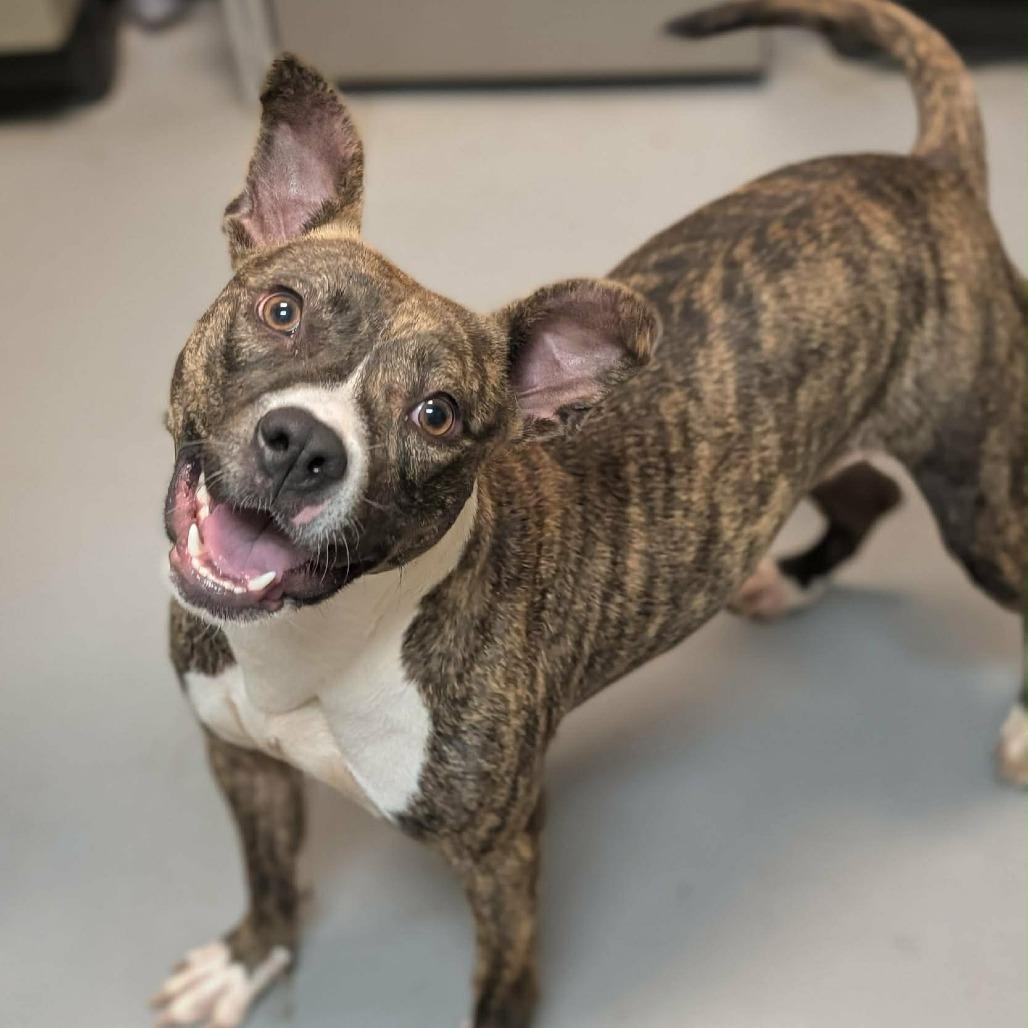 Lorna 7655, a Adoptable Mixed Breed in Columbus, GA image 6/6