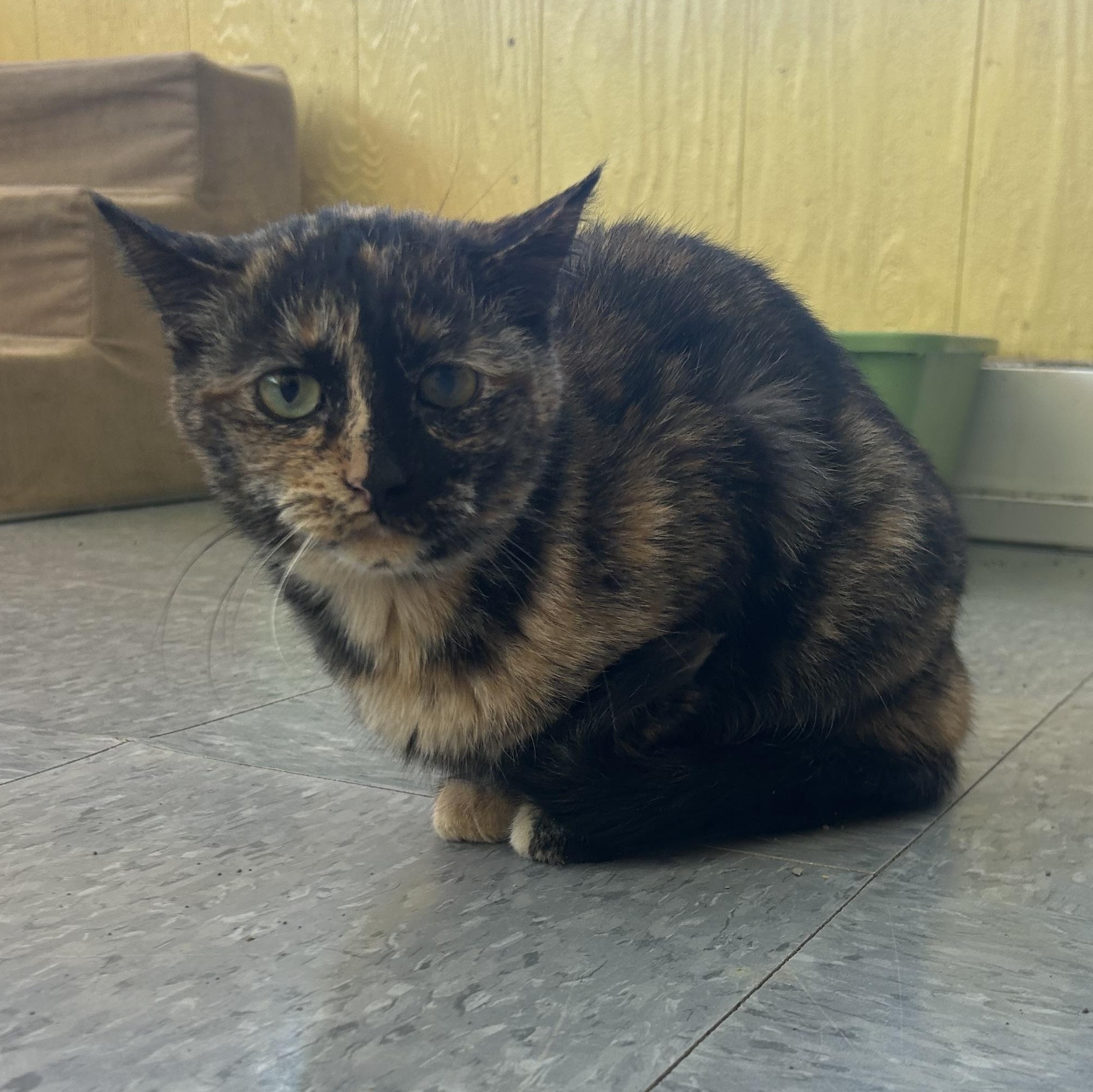 Enlarge Lucy, a Adoptable mixed breed in Madison Heights, MI image 2/3