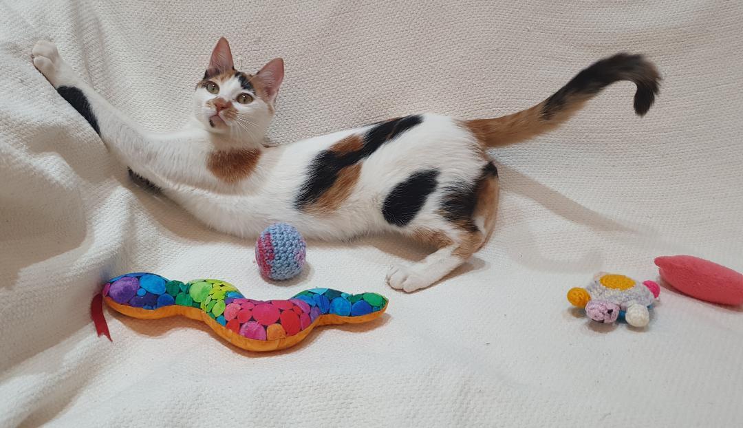 Celine – Kitten - Tiny Explorer, Big Love, ADOPTABLE, Kitten Female Domestic Short Hair.