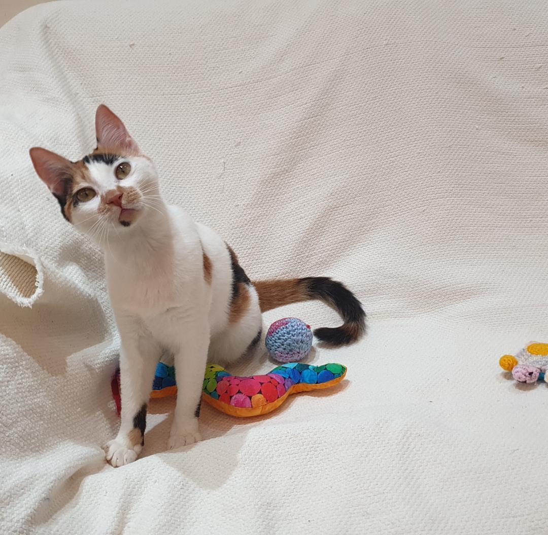 Enlarge Celine – Kitten - Tiny Explorer, Big Love, a ADOPTABLE Domestic Short Hair in North York, ON image 2/4