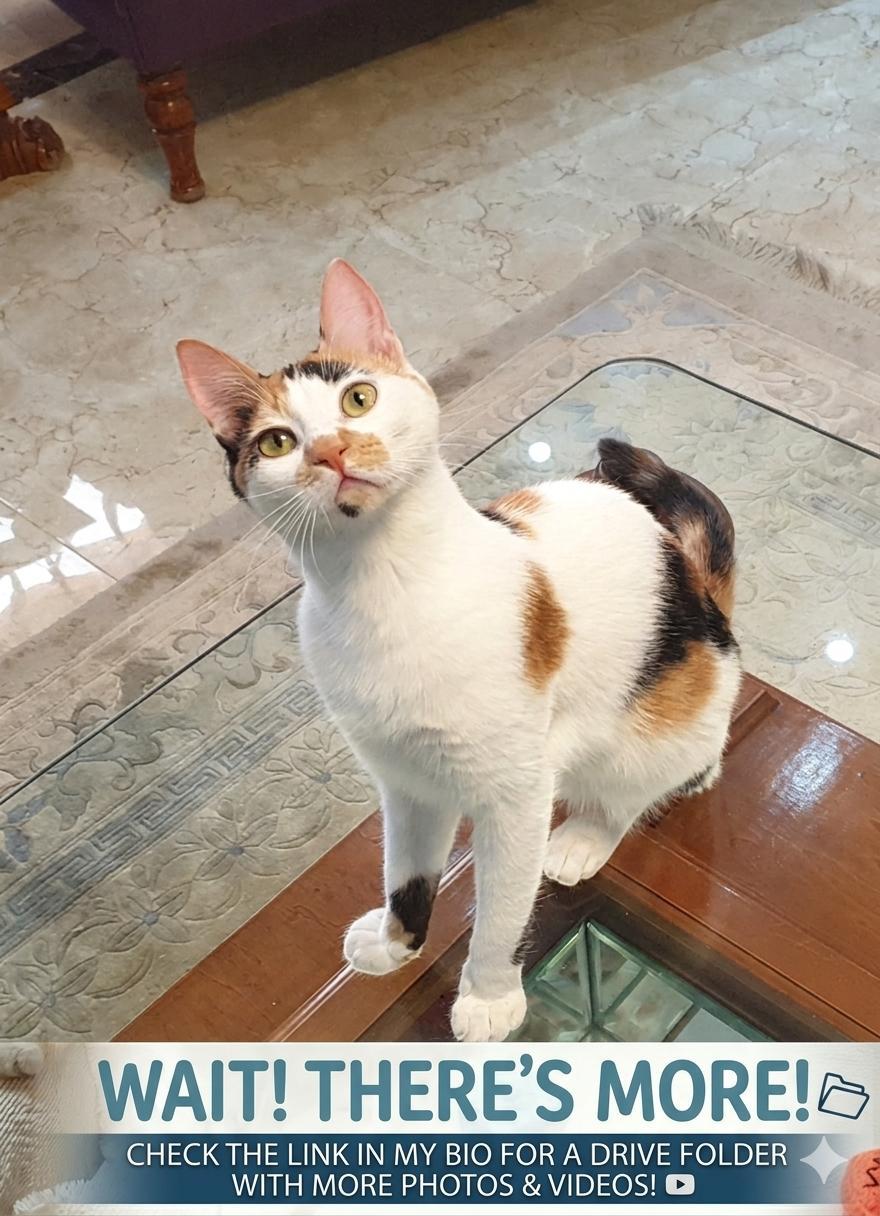 Enlarge Celine – Kitten - Tiny Explorer, Big Love, a ADOPTABLE Domestic Short Hair in North York, ON image 3/4