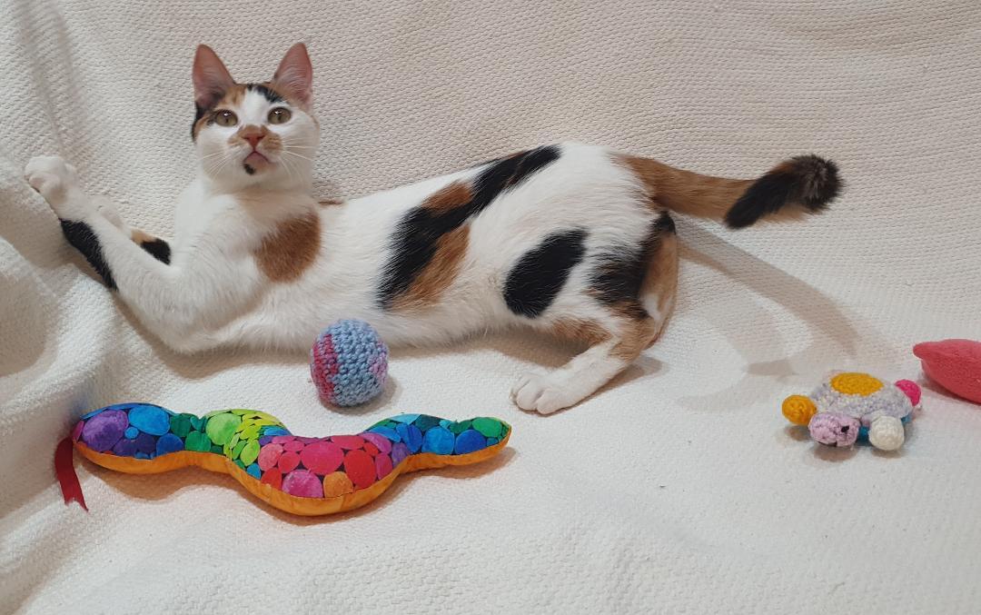 Enlarge Celine – Kitten - Tiny Explorer, Big Love, a ADOPTABLE Domestic Short Hair in North York, ON image 4/4