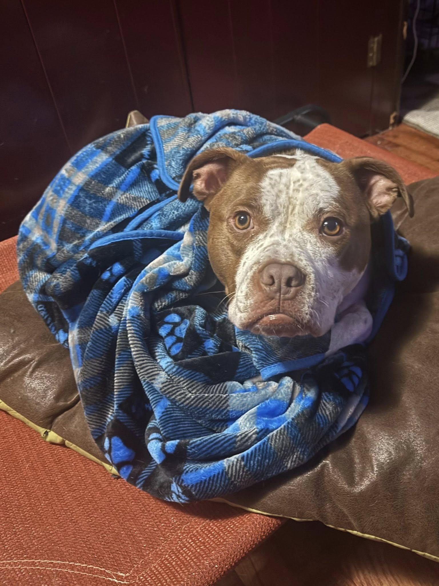 Enlarge Tank, an adopted mixed breed in Cleveland, OH image 5/6