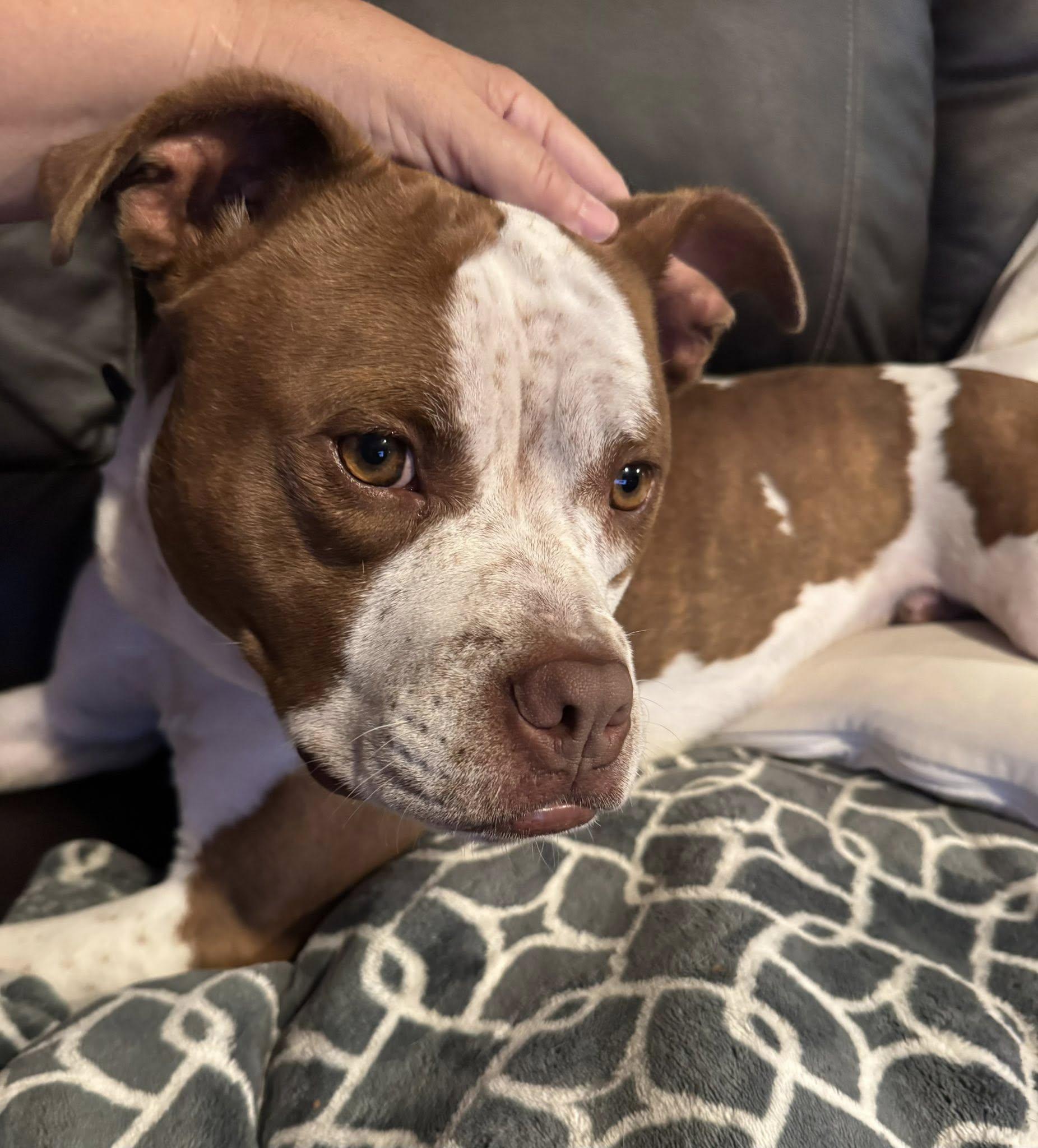 Tank, a Adoptable mixed breed in Cleveland, OH image 3/6