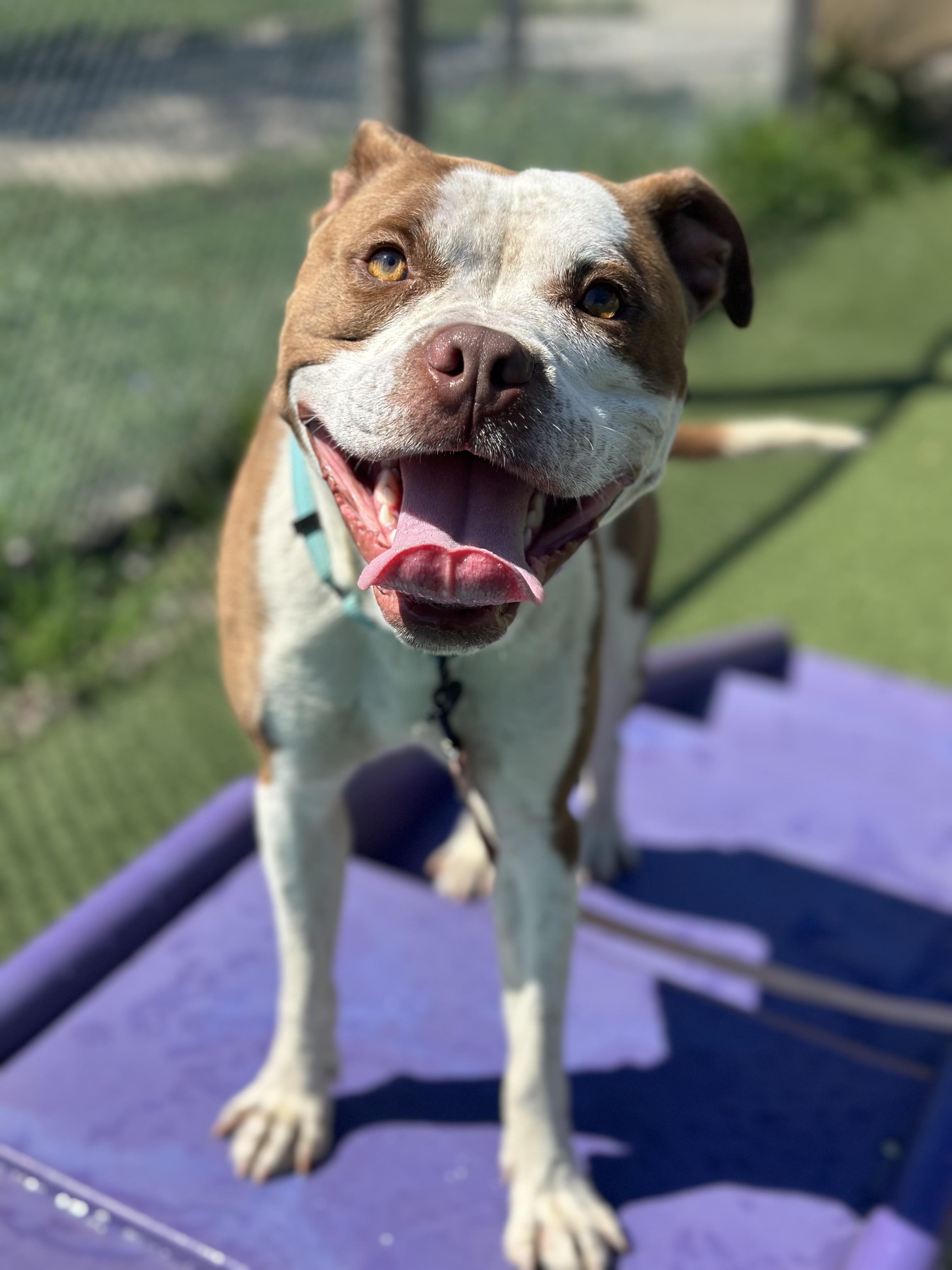 Tank, a Adoptable mixed breed in Cleveland, OH image 4/6