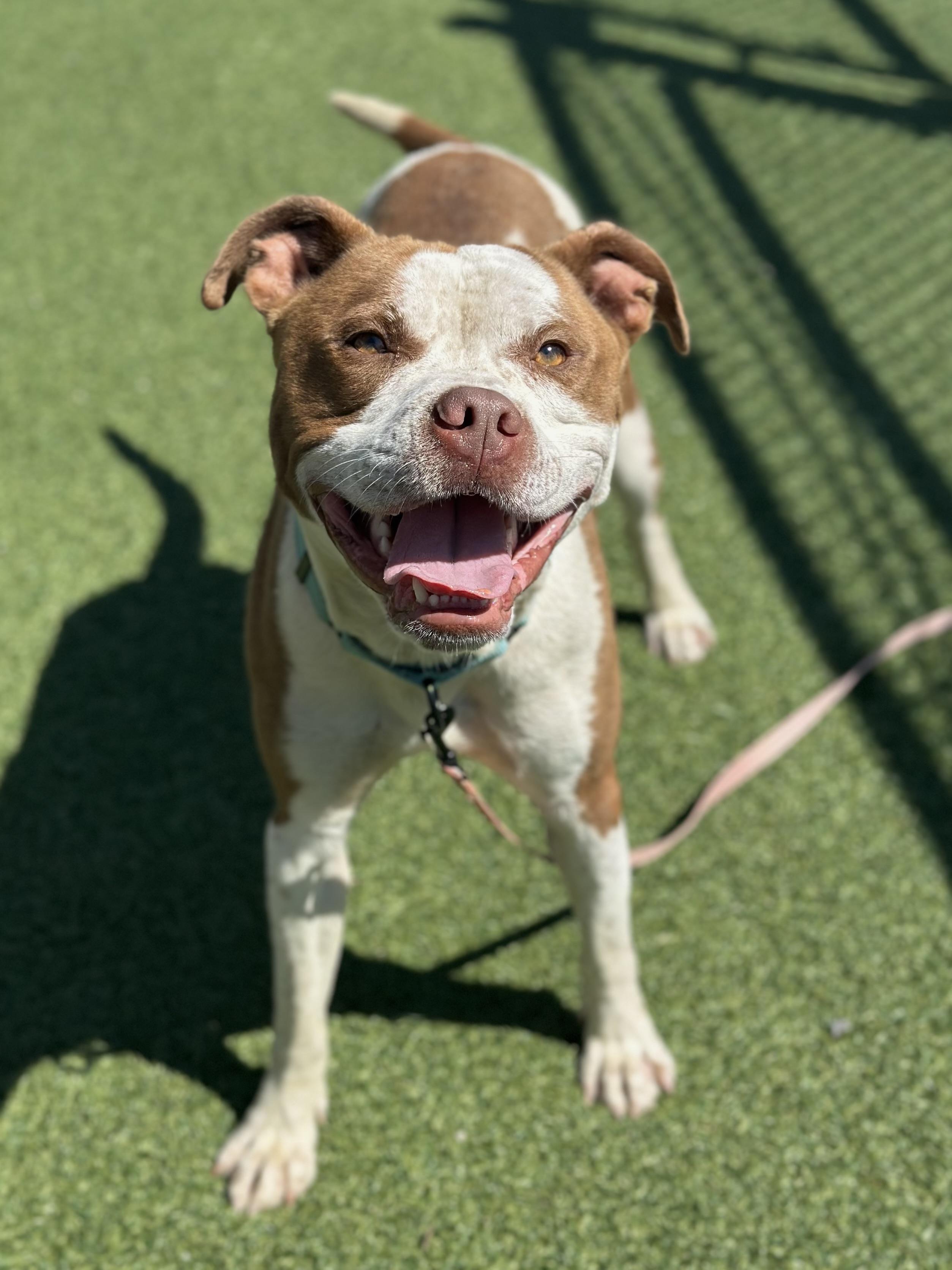 Tank, a Adoptable mixed breed in Cleveland, OH image 2/6