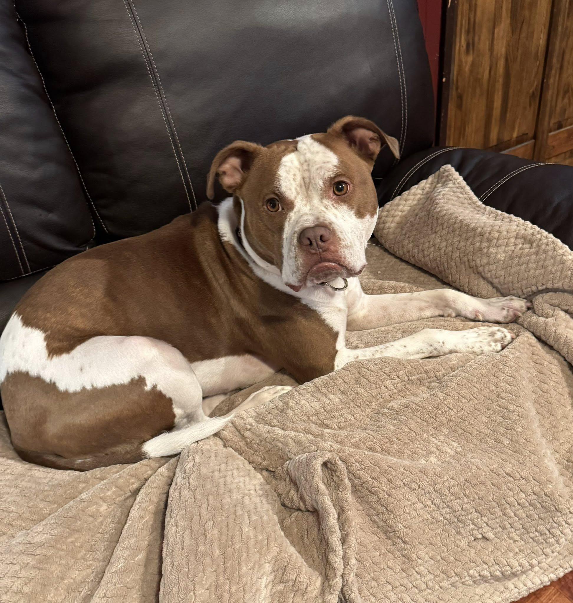 Enlarge Tank, an adopted mixed breed in Cleveland, OH image 6/6