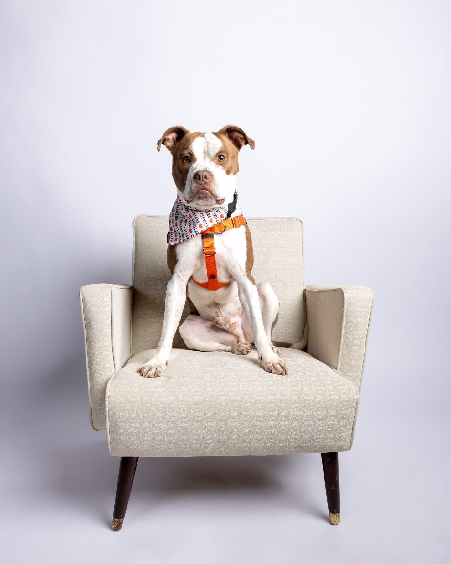 Tank, a Adoptable mixed breed in Cleveland, OH image 1/6