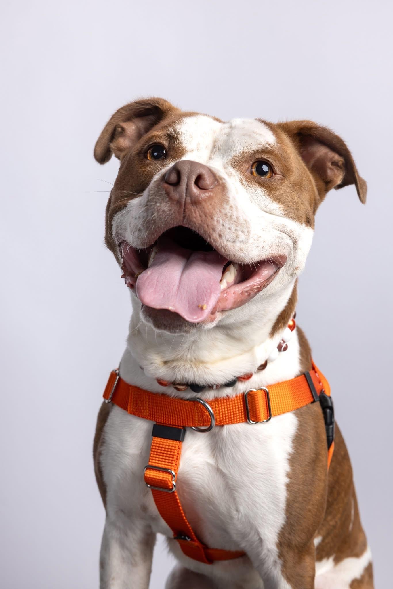 Tank, a Adoptable mixed breed in Cleveland, OH image 6/6