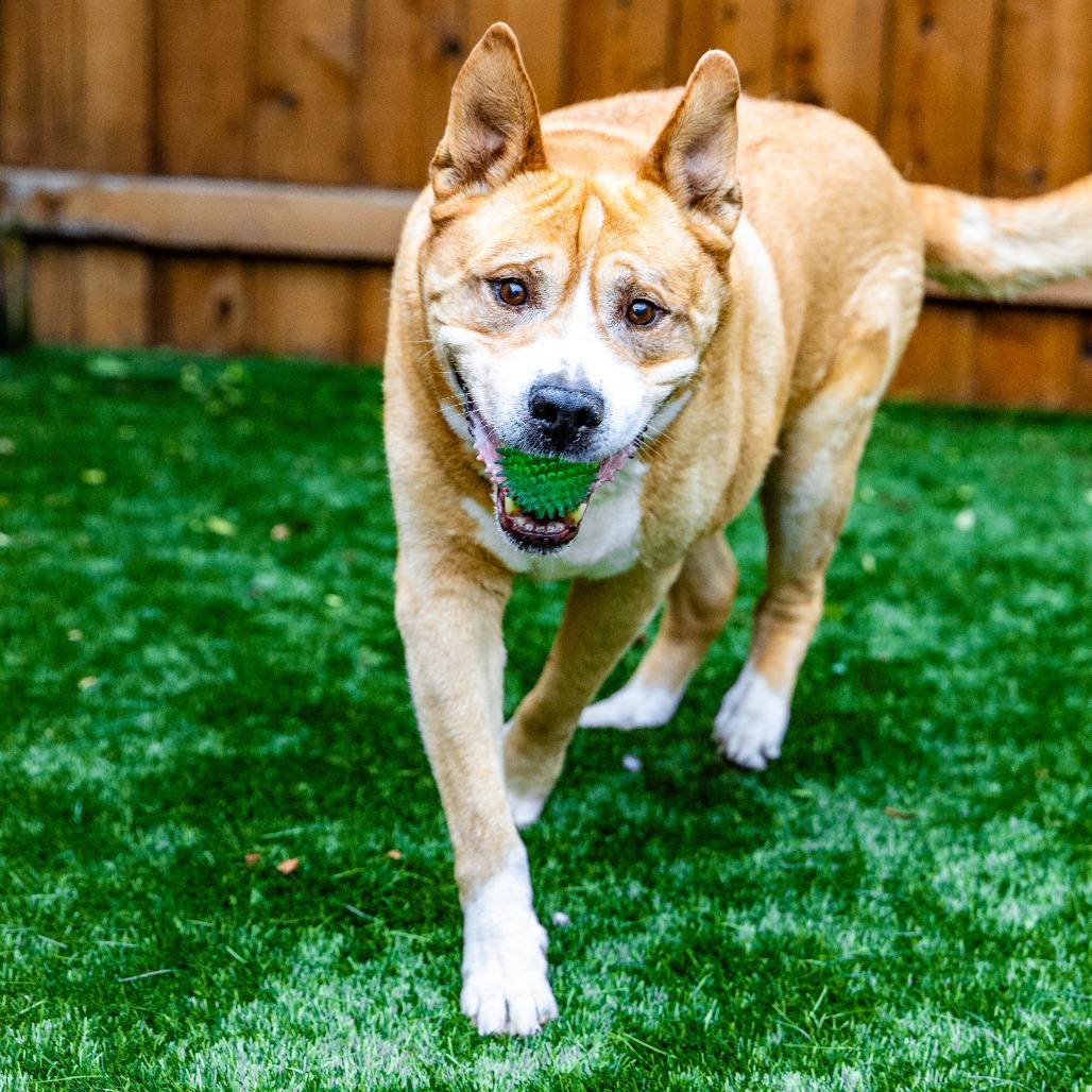 Buster, Adoptable, Senior Male Mixed Breed.