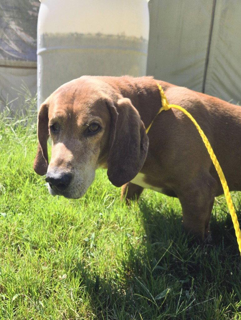 Enlarge DA 8 Copper, a Adoptable mixed breed in Glen Allen, VA image 1/2