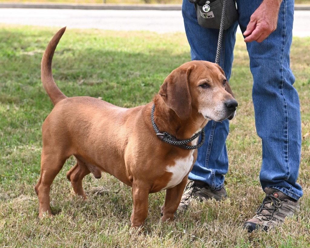 Enlarge DA 8 Copper, a Adoptable mixed breed in Glen Allen, VA image 1/3