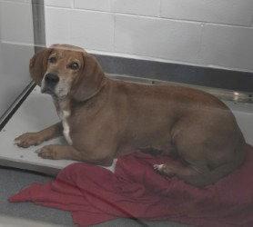 Enlarge DA 8 Copper, a Adoptable mixed breed in Glen Allen, VA image 2/2