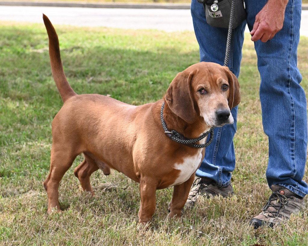 Enlarge DA 8 Copper, a Adoptable mixed breed in Glen Allen, VA image 2/3