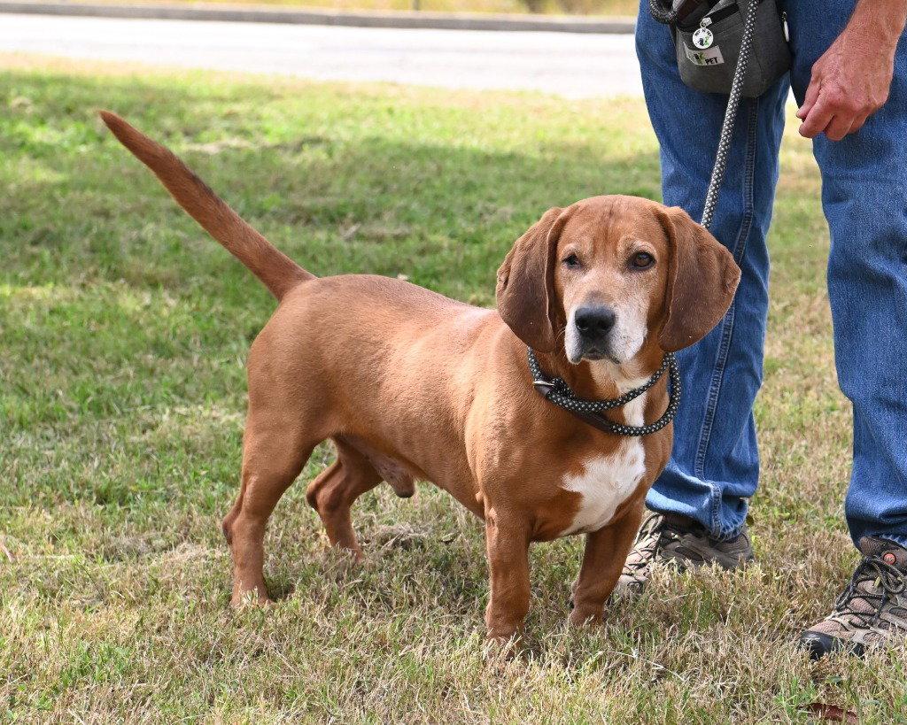 Enlarge DA 8 Copper, a Adoptable mixed breed in Glen Allen, VA image 3/3