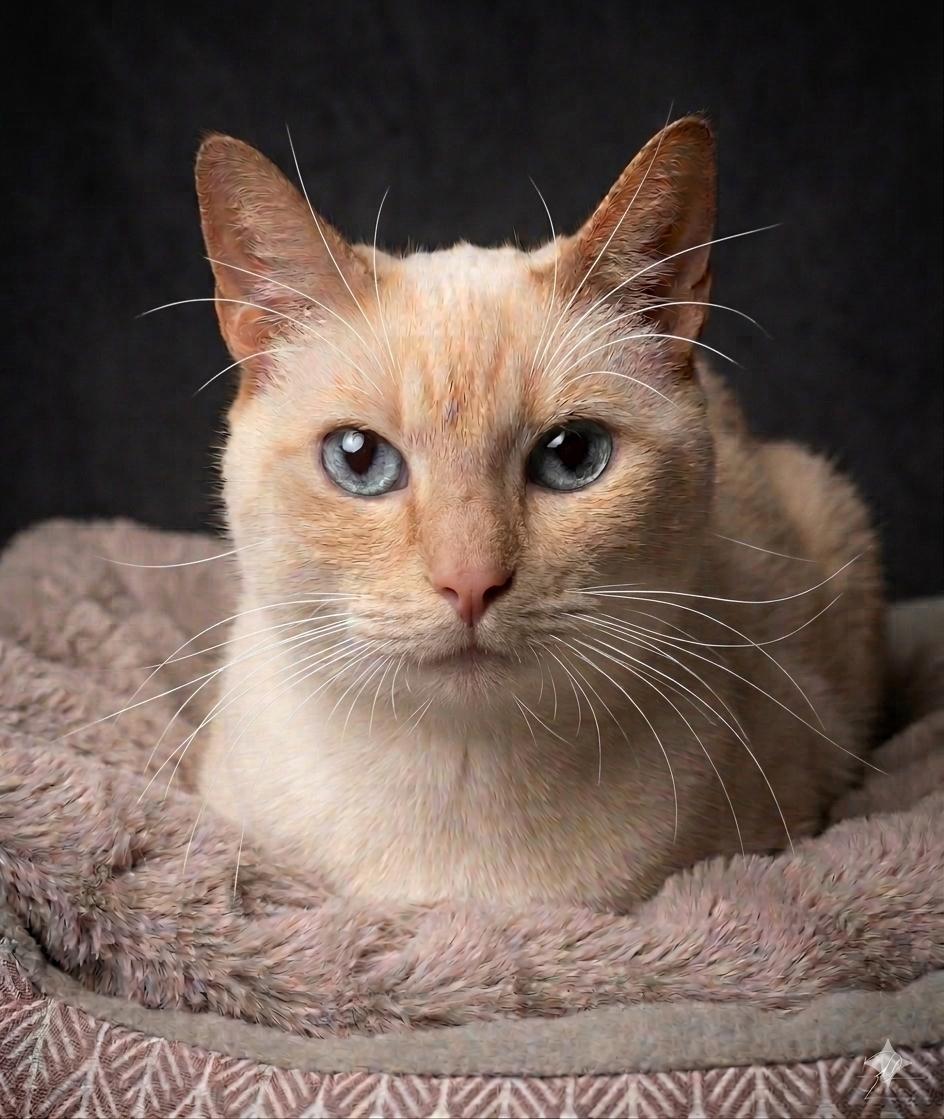 Kitty, Front declawed, Adopted, Senior Female Siamese.