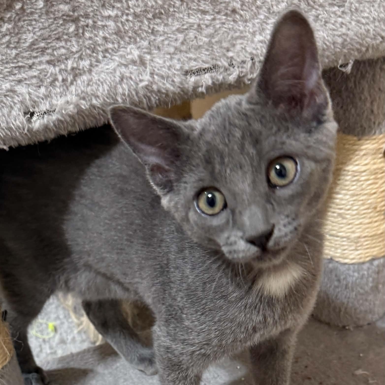 Enlarge Oscar, a Adopted mixed breed in Tehachapi, CA image 2/2