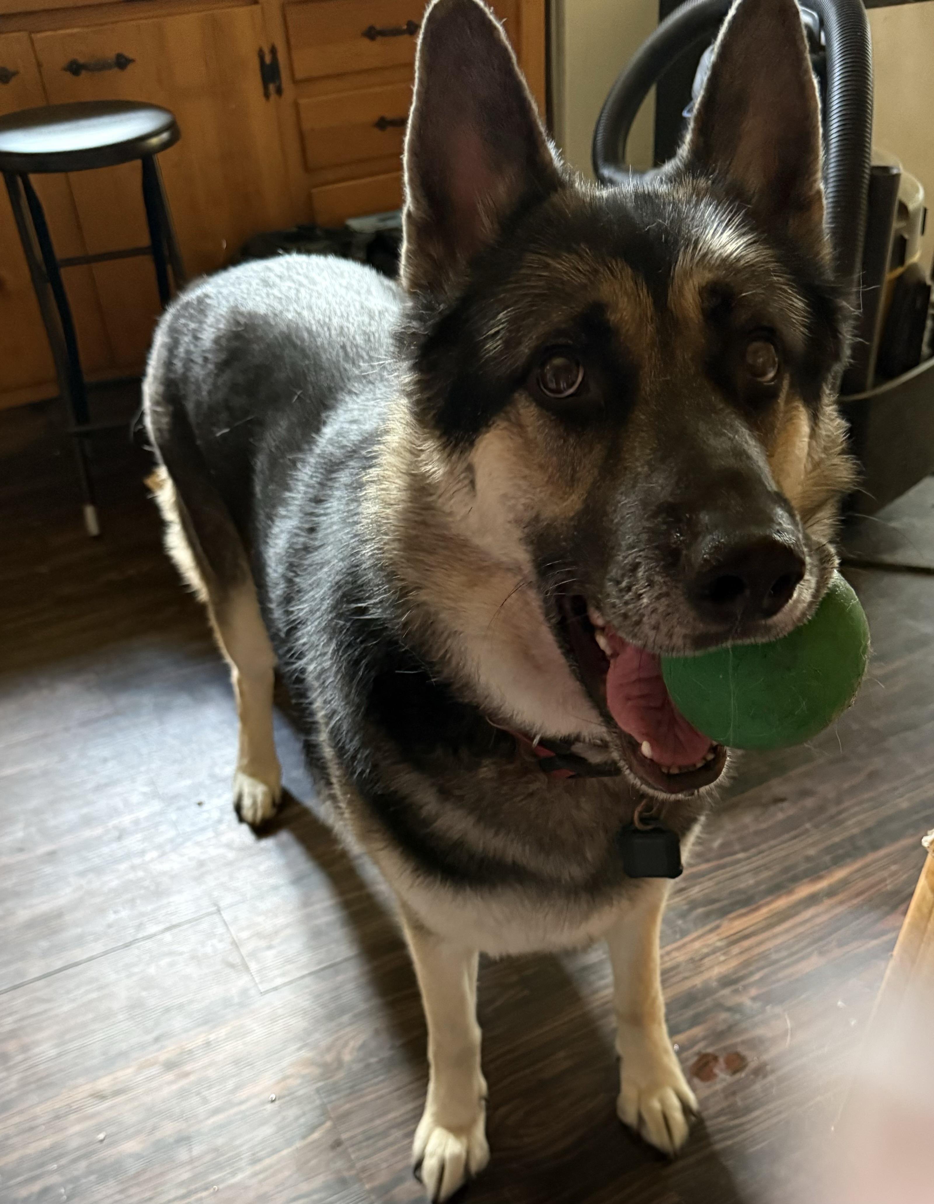 Hector, a ADOPTABLE mixed breed in Kalispell, MT image 2/3