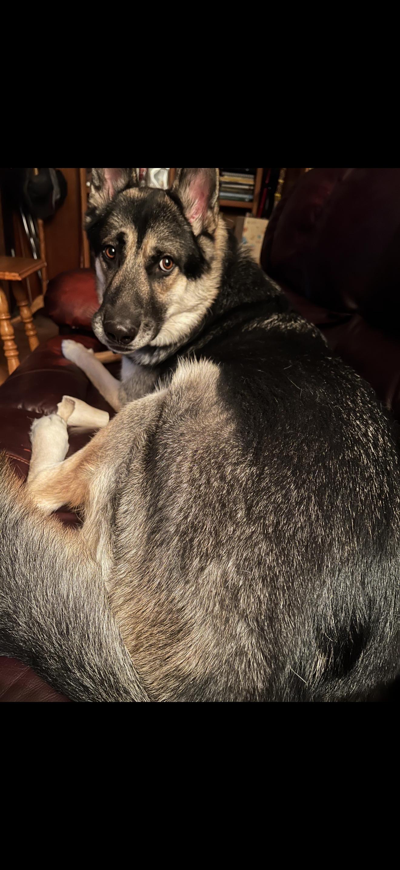 Hector, ADOPTABLE, Adult Male German Shepherd Dog & Husky.