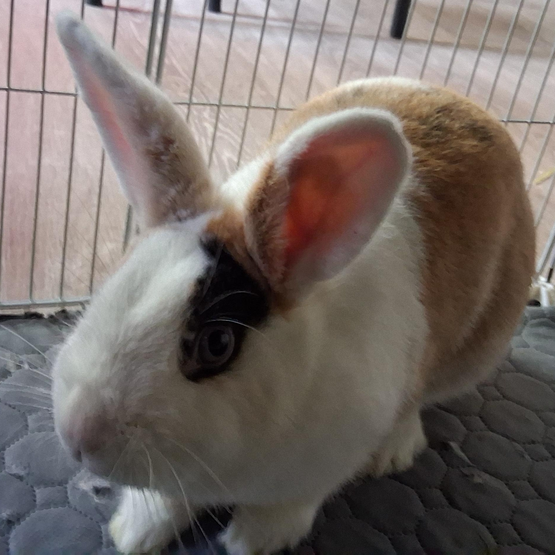 Coraline (c), Adoptable, Adult Female Dutch.