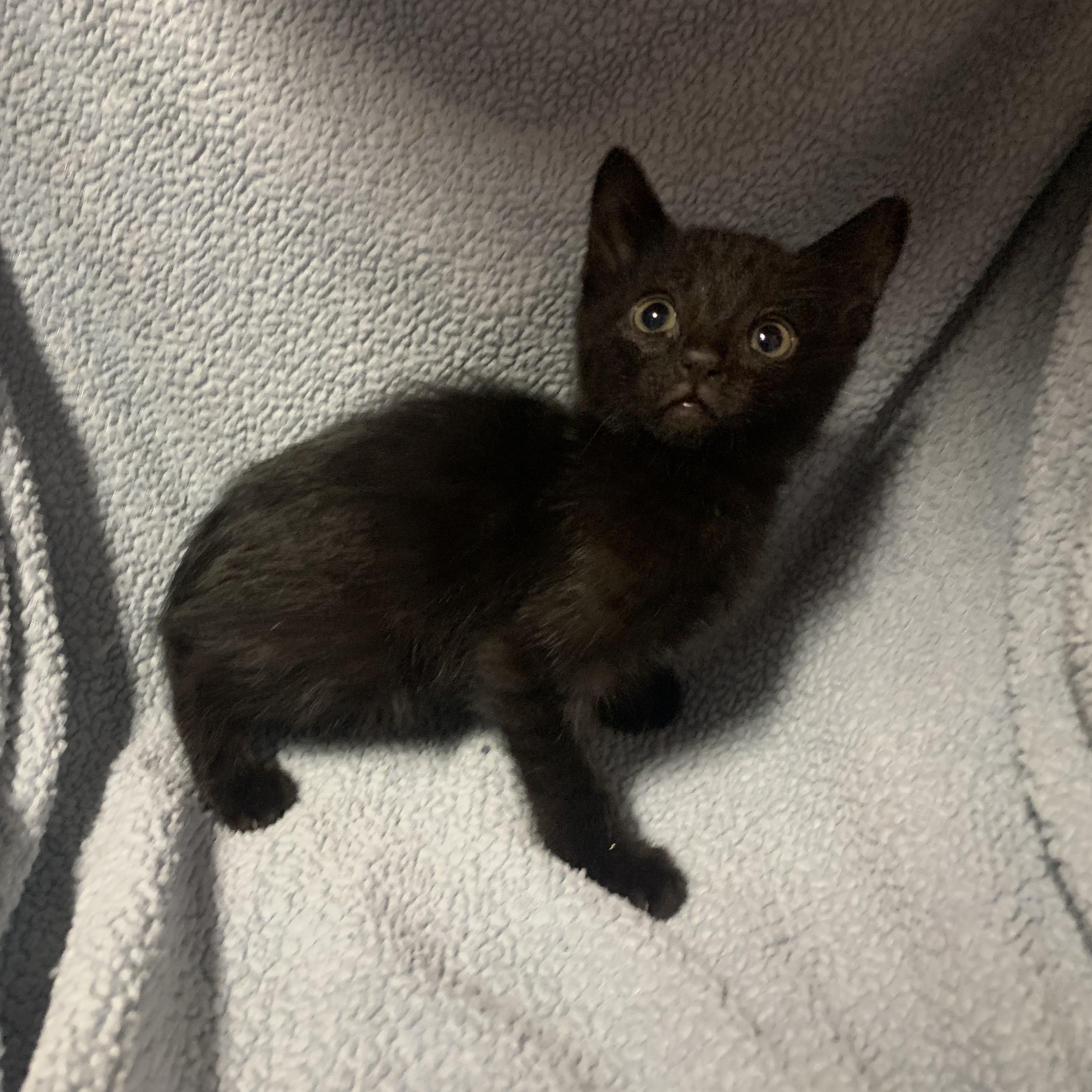 Gordon, Baby Male Domestic Short Hair