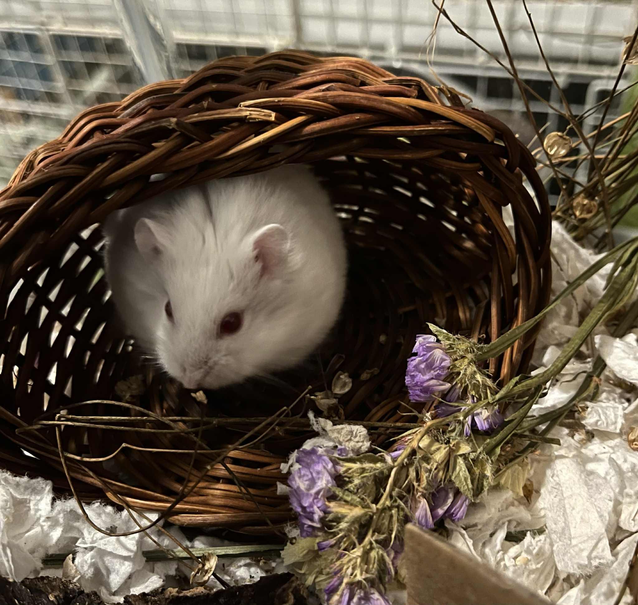 Puff, Adoptable, Young Male Dwarf Hamster & Hamster.