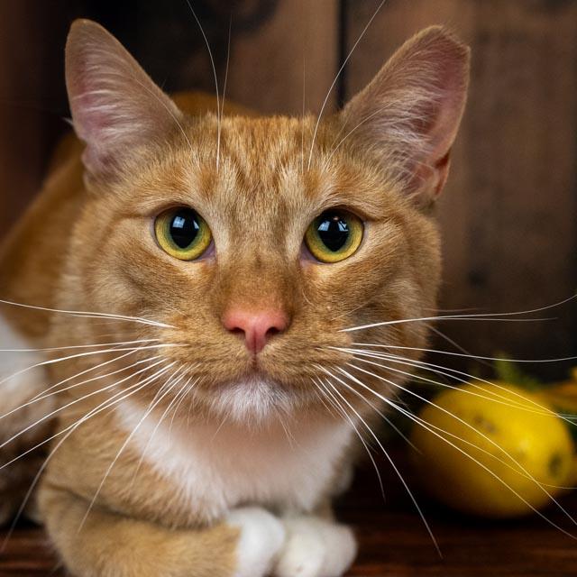 Enlarge Lance, a Adoptable Domestic Short Hair in Lapeer, MI image 5/5