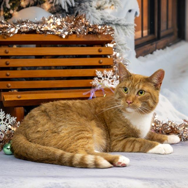 Enlarge Lance, a Adoptable Domestic Short Hair in Lapeer, MI image 6/6